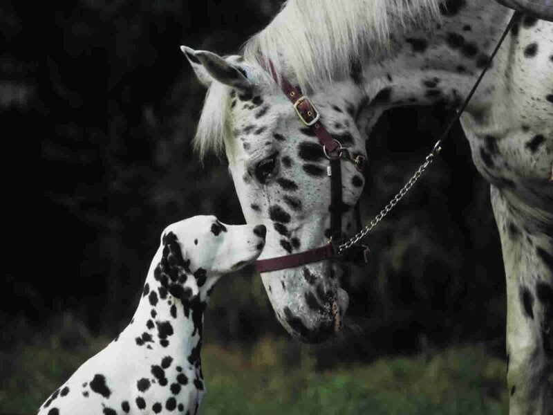 Dalmatian dog and spotted horse