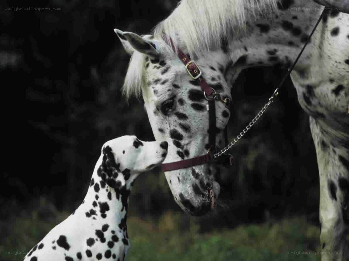 Dalmatian dog and spotted horse