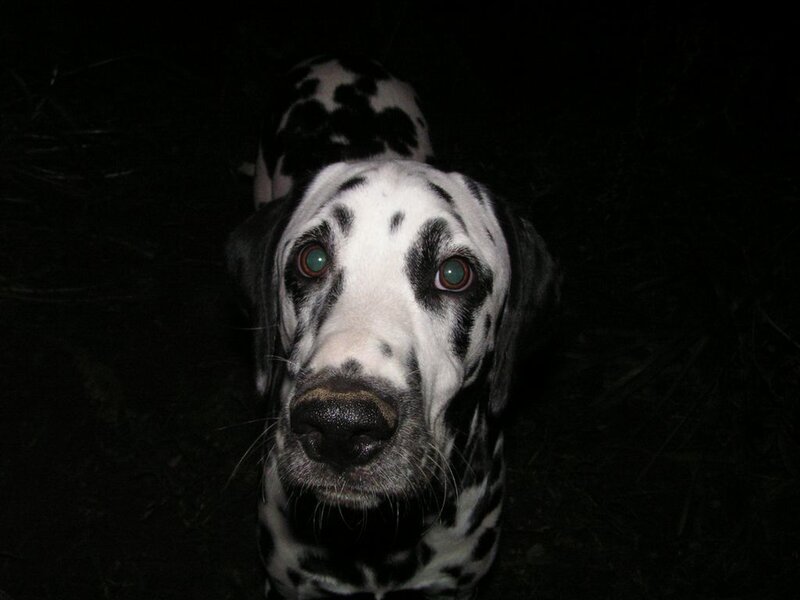 Dalmatian dog at night