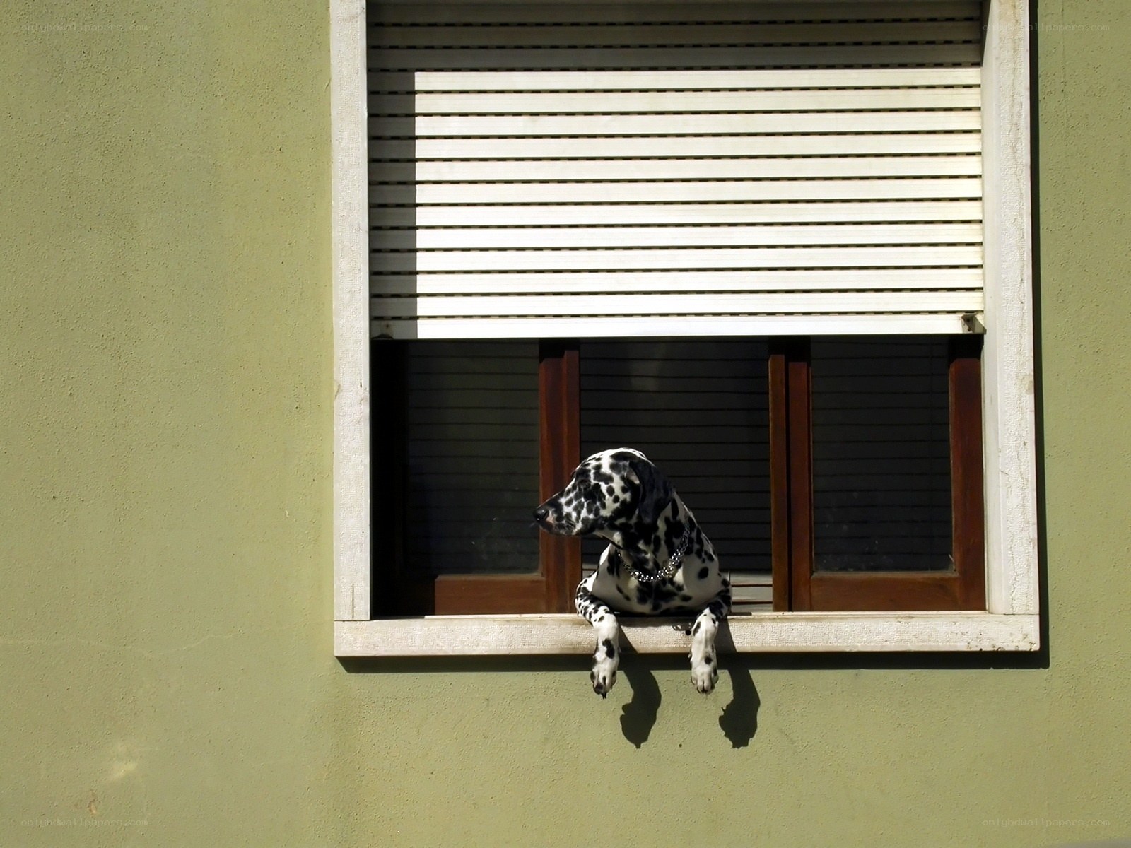 Dalmatian dog at window