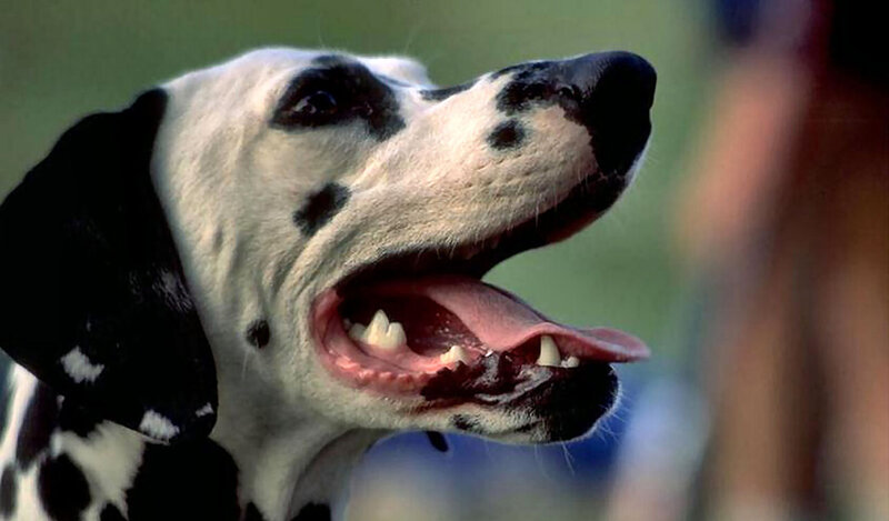 Dalmatian Dog — Black, Alert