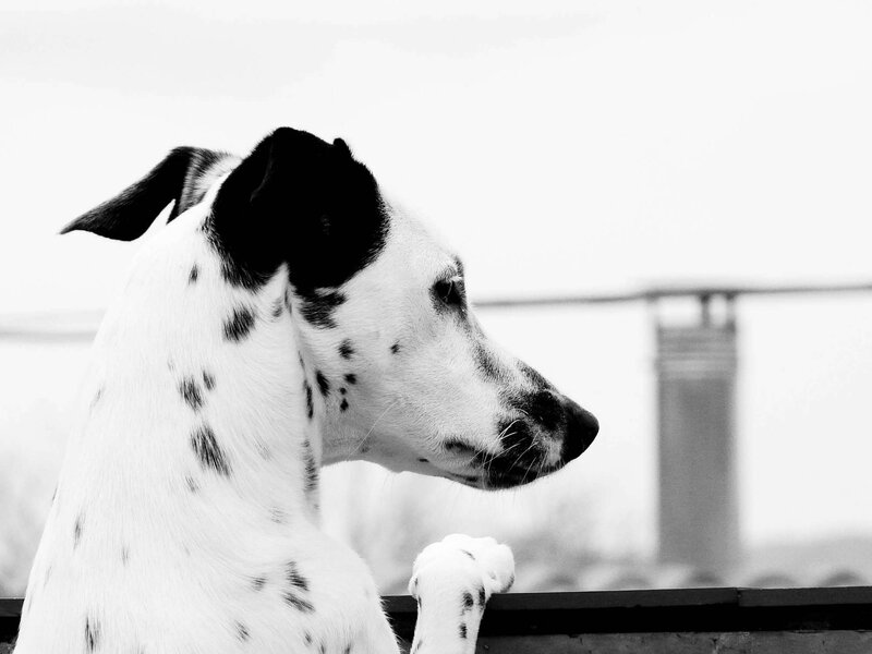 Dalmatian Dog — Black, Calm