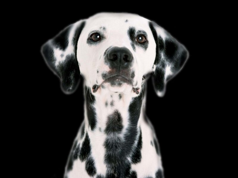 Dalmatian Dog — Black, Neutral, Photograph, Black Background