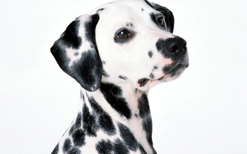 Dalmatian Dog — Black, Neutral, Photograph
