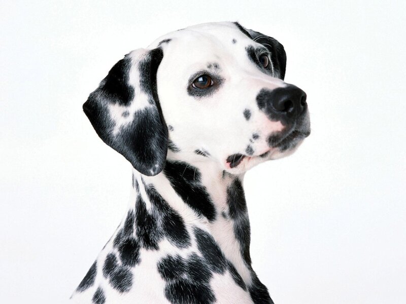 Dalmatian Dog — Black, Neutral