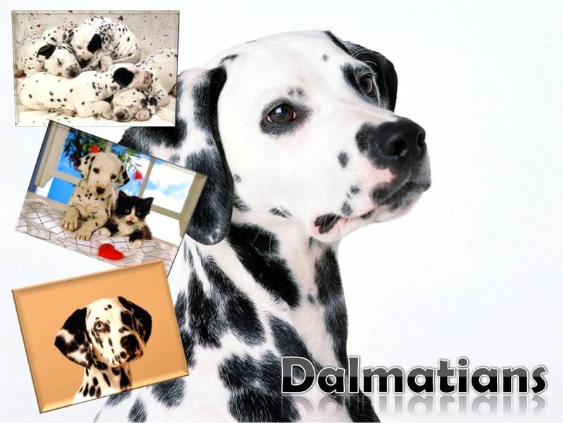 Dalmatian dog collage