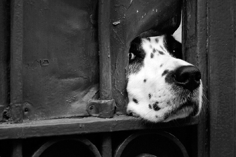 Dalmatian Dog Head — Black
