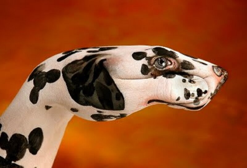 Dalmatian Dog Head — White