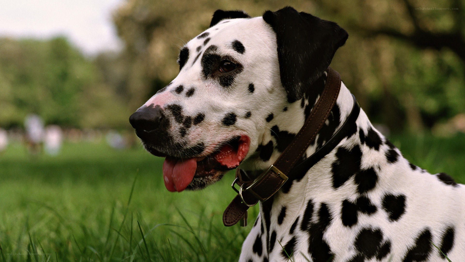 Dalmatian dog in a park
