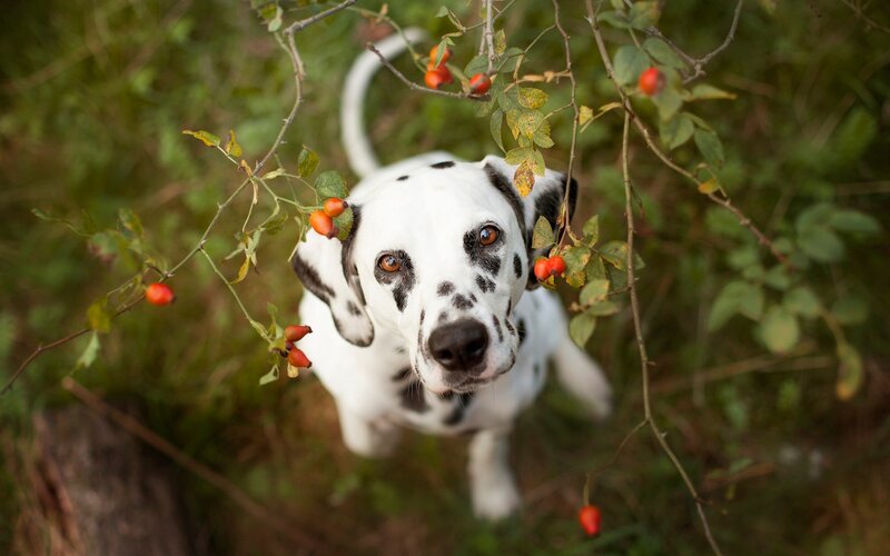 Dalmatian Dog in Bushes