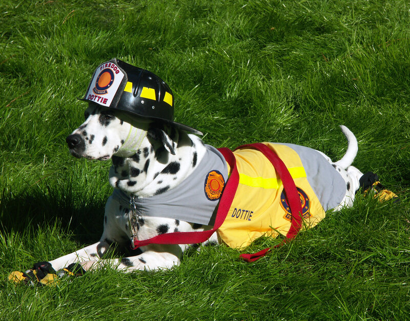 Dalmatian Dog in Costume