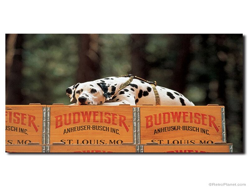 Dalmatian Dog in Crate