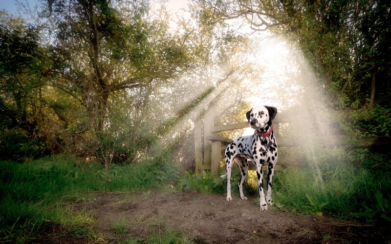 Dalmatian Dog in Forest — Green