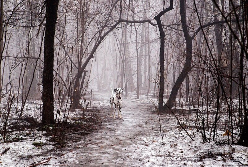 Dalmatian Dog in Forest