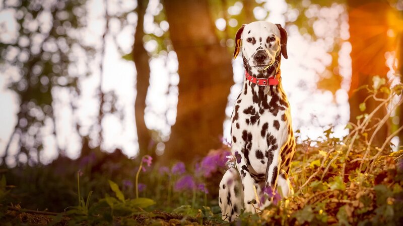Dalmatian Dog in Forest — White, Serene