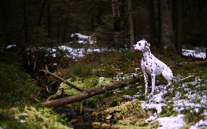 Dalmatian Dog in Forest — White