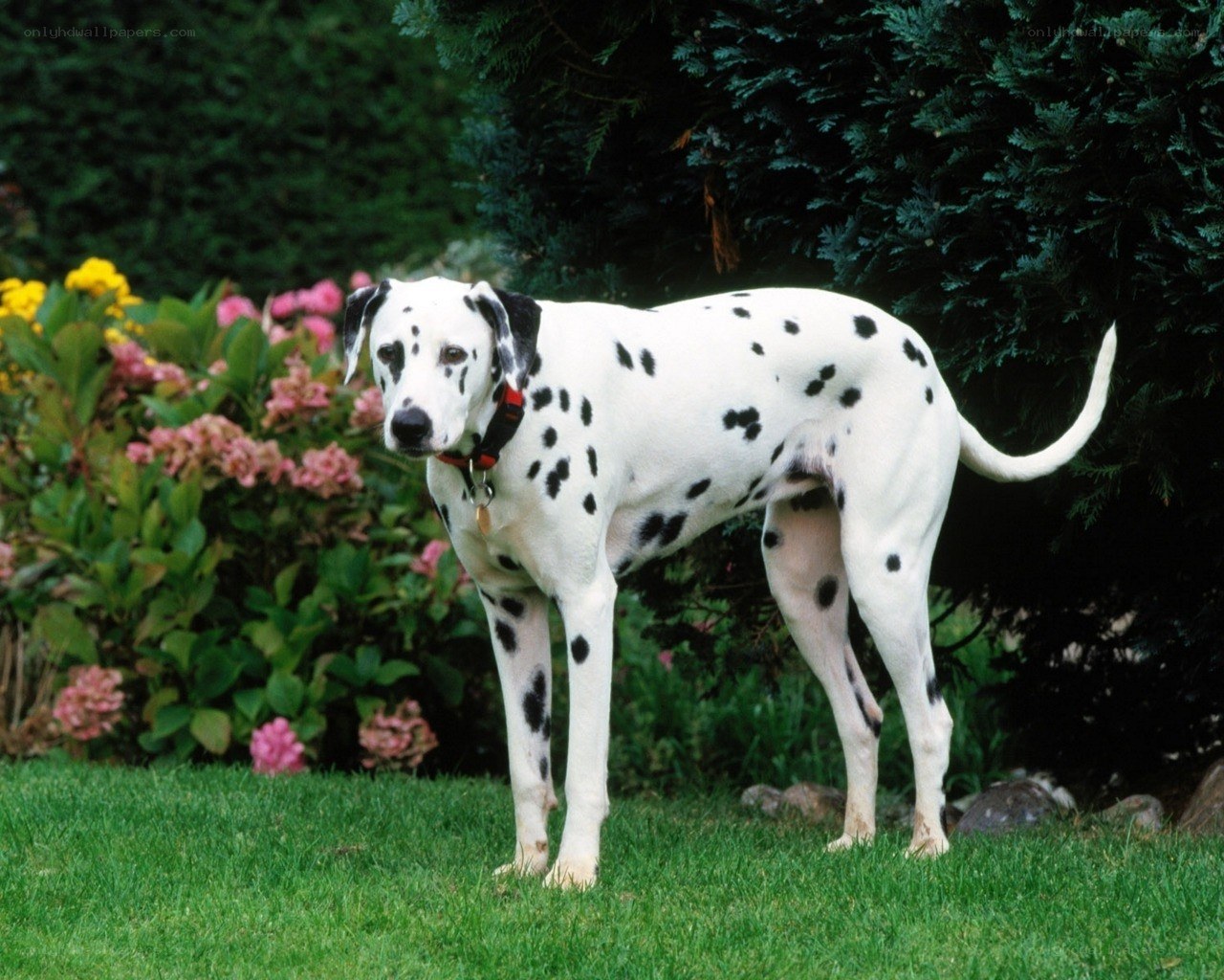 Dalmatian dog in garden