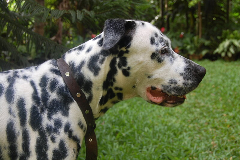Dalmatian dog in garden