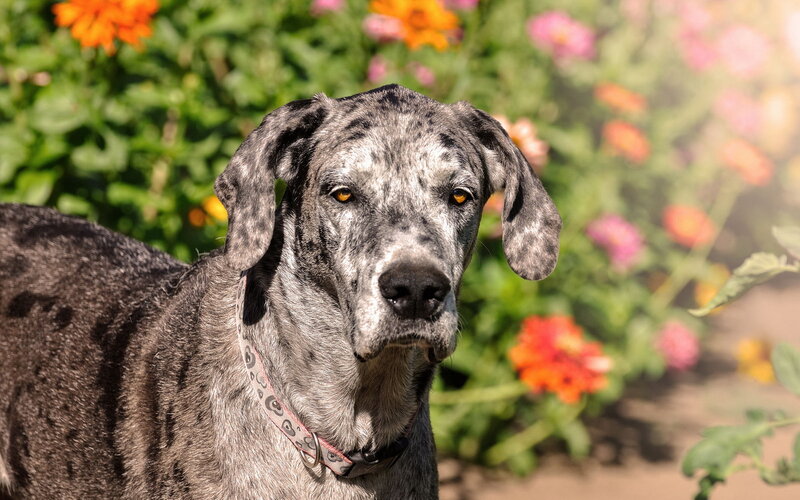 Dalmatian Dog in Garden — Gray