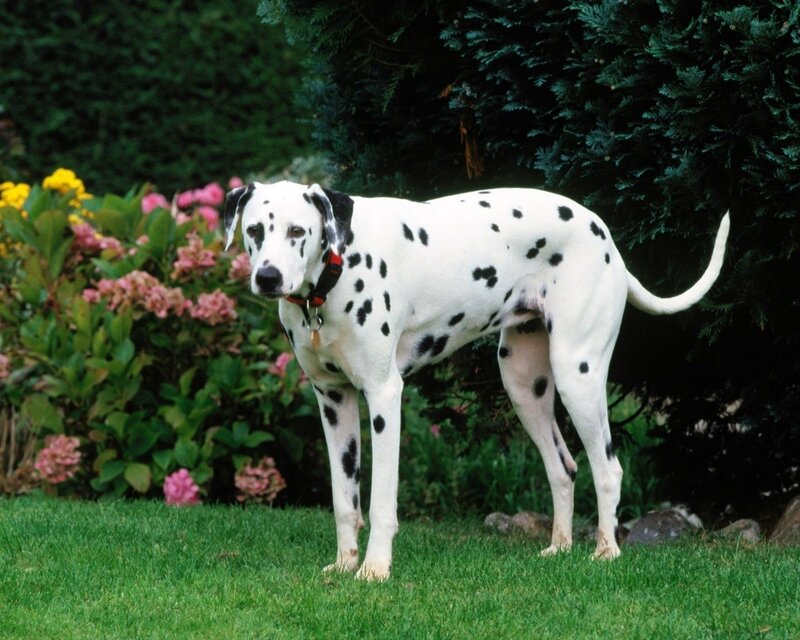 Dalmatian Dog in Garden — Green, Calm