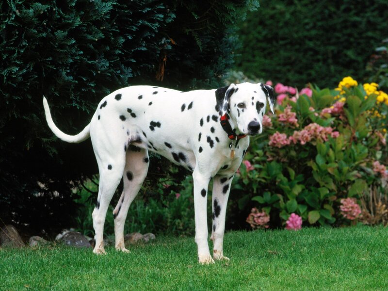 Dalmatian Dog in Garden — Green