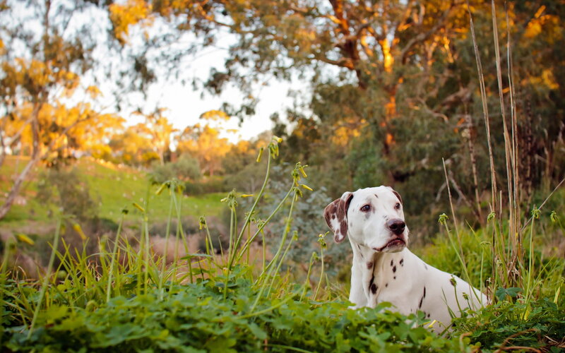 Dalmatian Dog in Grass — Green