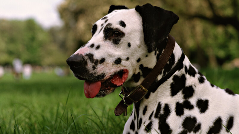 Dalmatian Dog in Grass