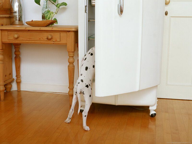 Dalmatian Dog in Kitchen — White