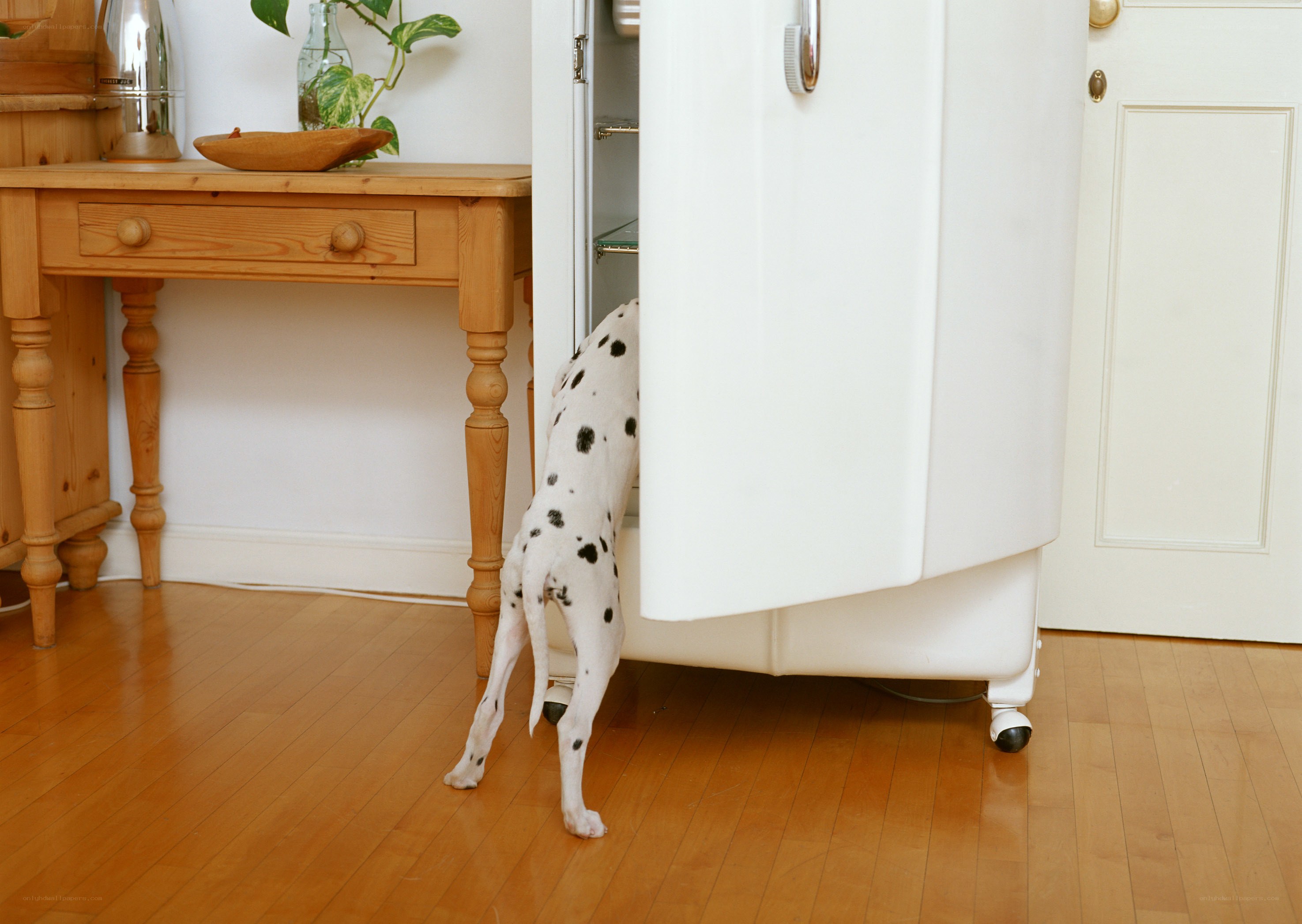 Dalmatian dog in kitchen