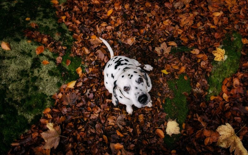 Dalmatian Dog in Leaves