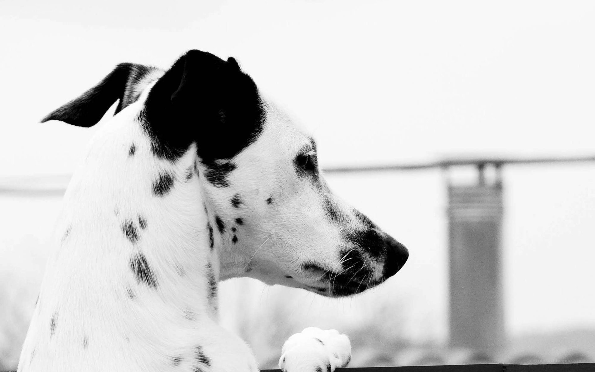 Dalmatian dog in profile