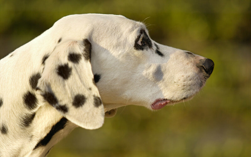 Dalmatian dog in profile