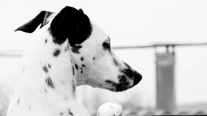 Dalmatian Dog in Profile — Black