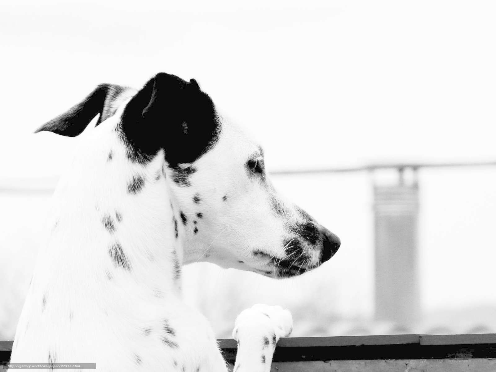 Dalmatian dog in profile