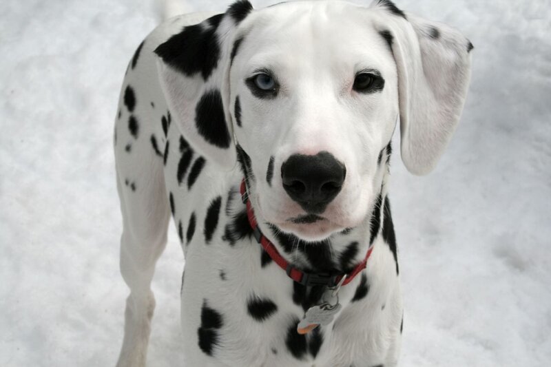 Dalmatian Dog in Snow