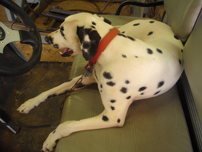 Dalmatian dog in vehicle seat