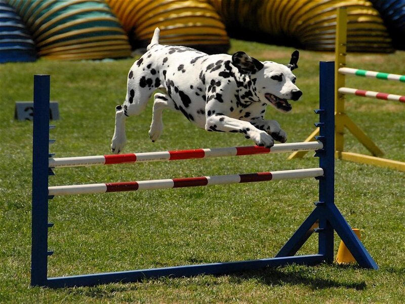 Dalmatian Dog Jumping