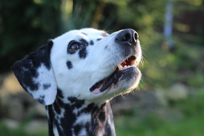 Dalmatian dog looking up