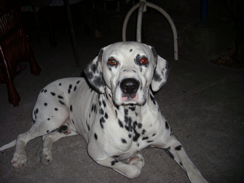 Dalmatian dog lying on floor