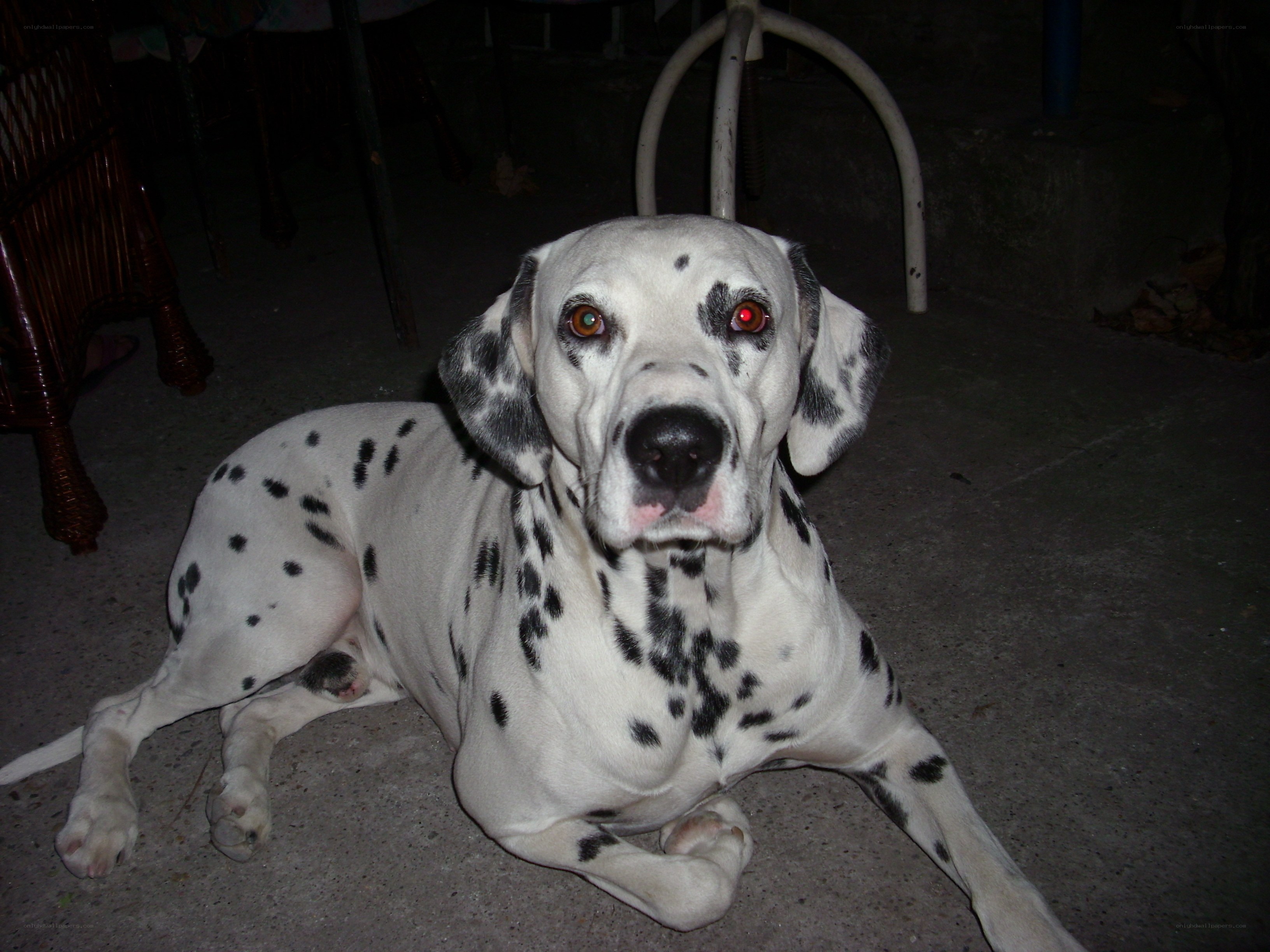 Dalmatian dog lying on floor