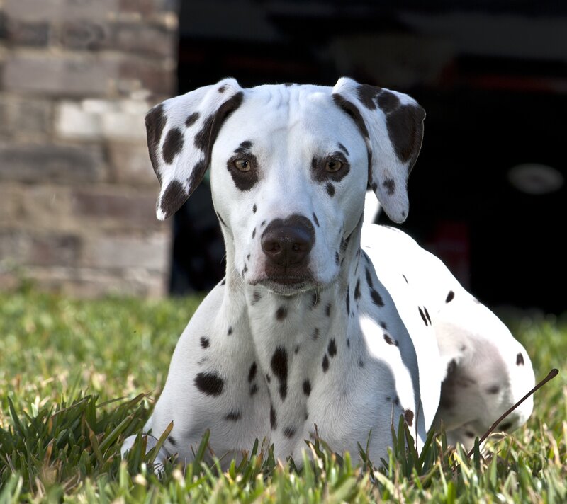 Dalmatian Dog Lying — White, Calm, Afternoon