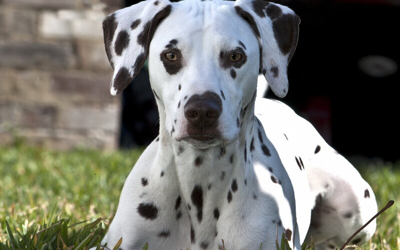Dalmatian Dog Lying — White, Calm