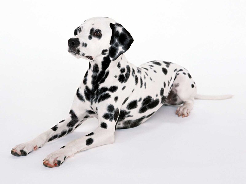 Dalmatian Dog Lying — White, Neutral