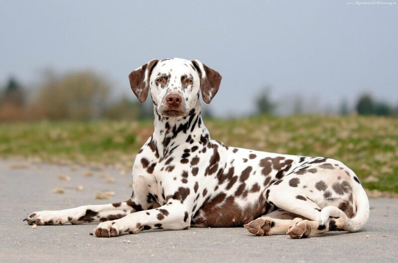 Dalmatian Dog Lying — White
