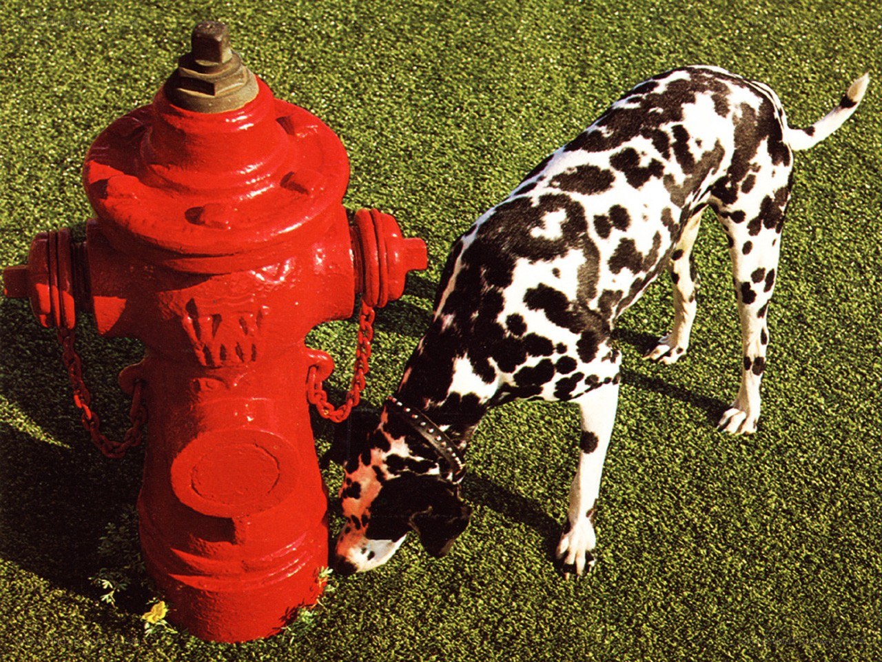 Dalmatian dog near fire hydrant