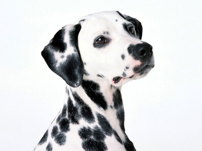 Dalmatian Dog — Neutral