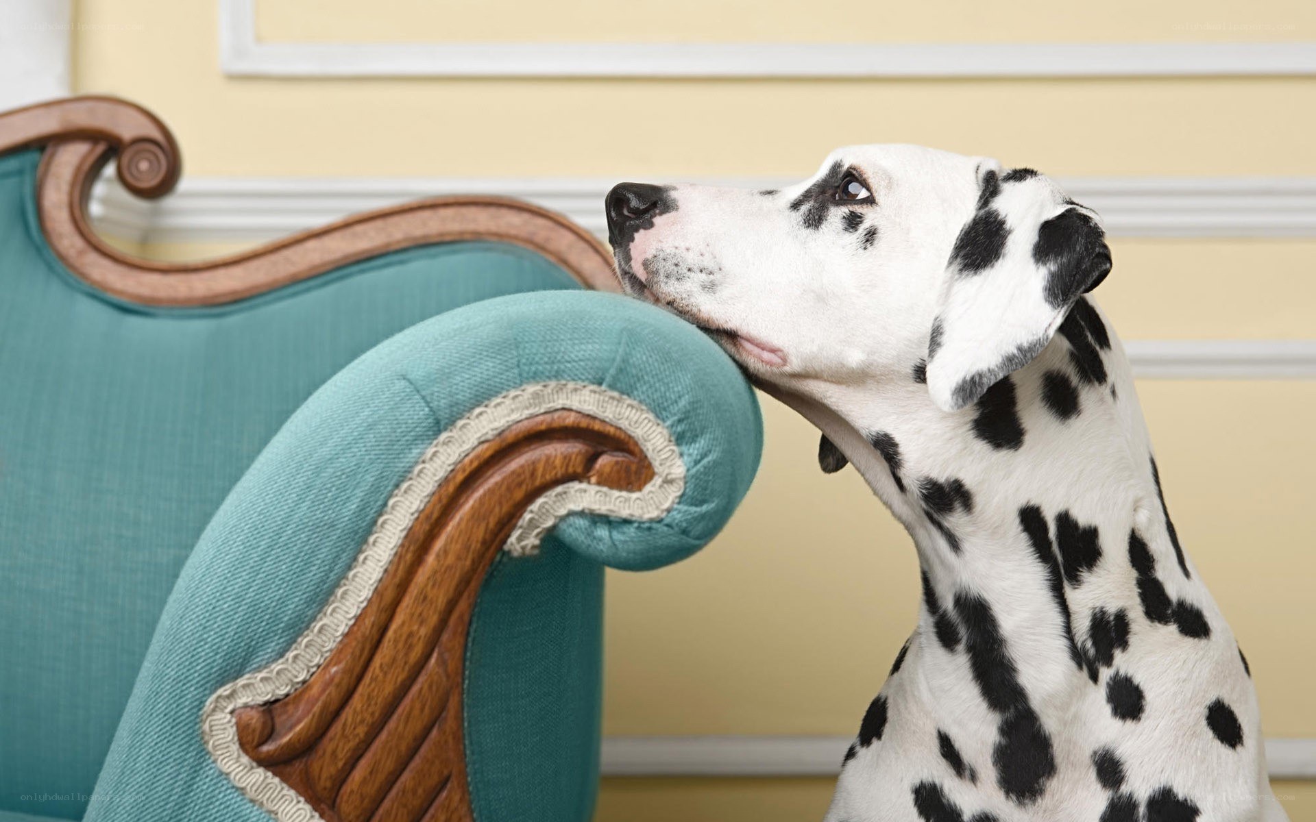 Dalmatian dog on a sofa