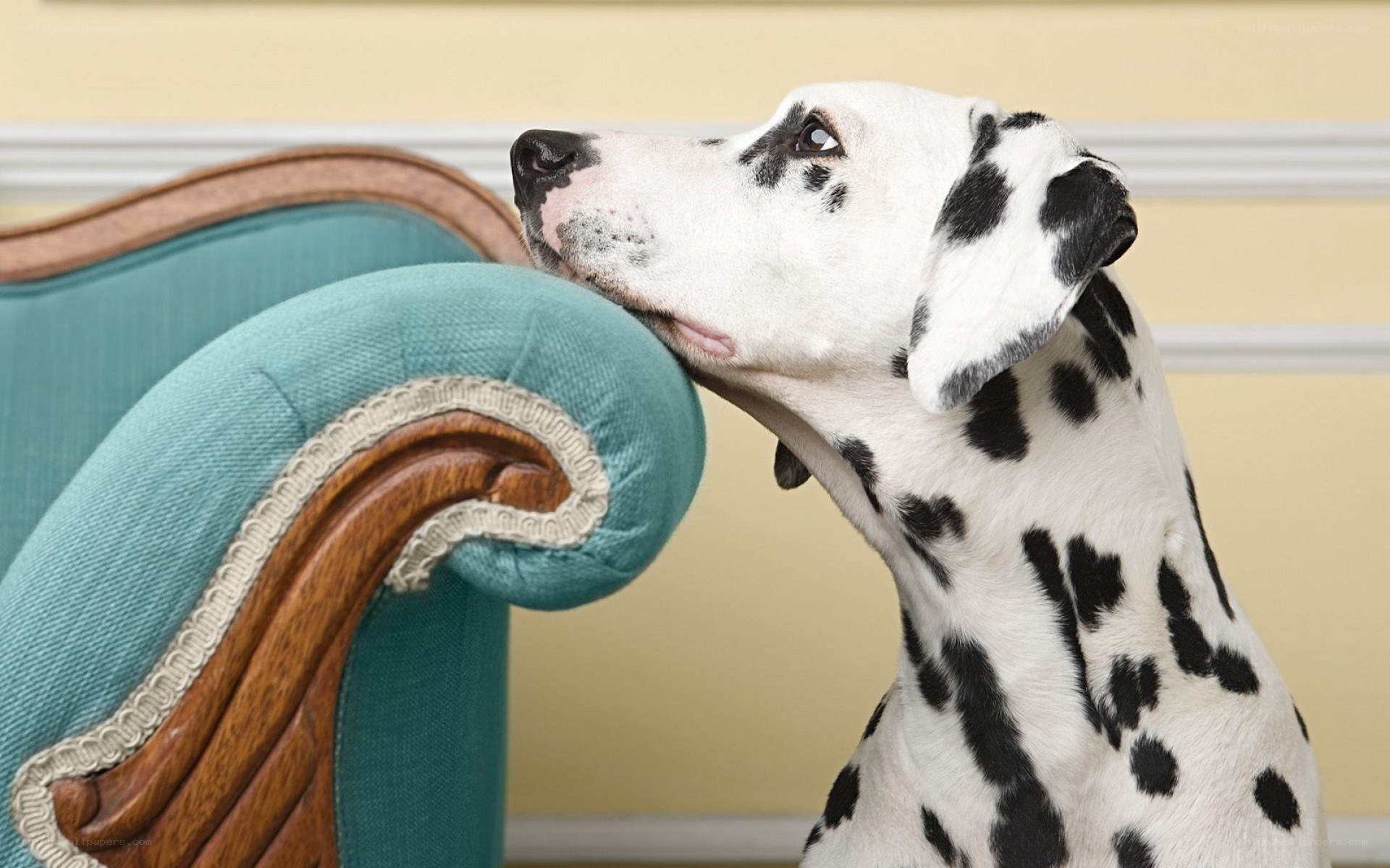 Dalmatian dog on a sofa