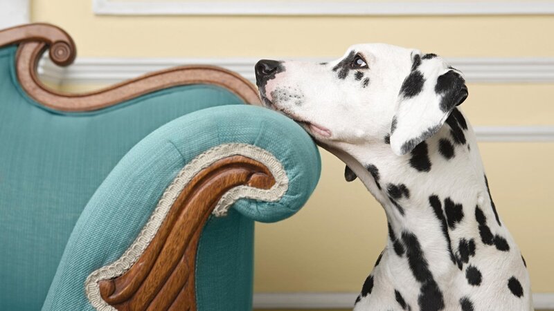 Dalmatian dog on a sofa