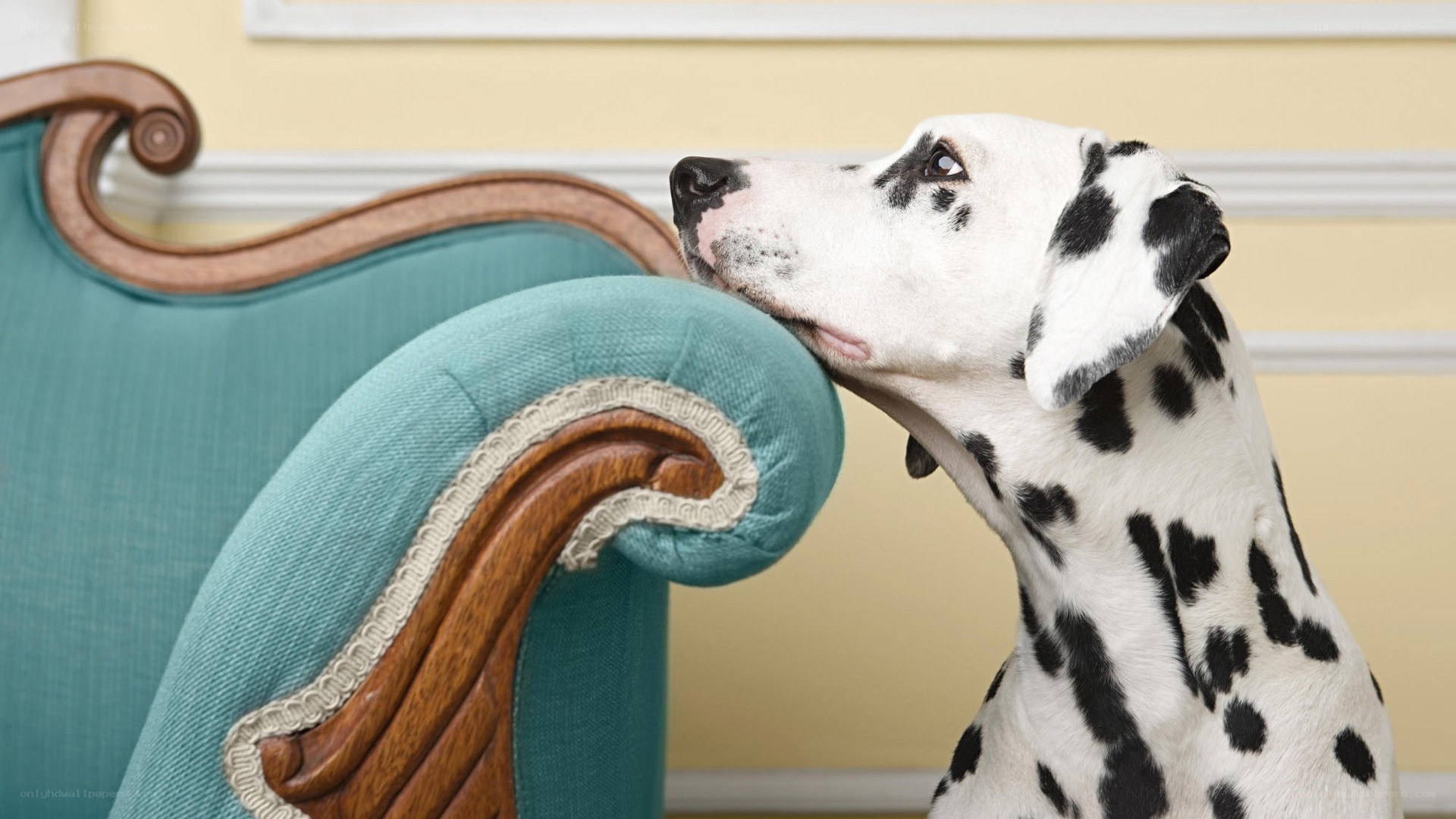 Dalmatian dog on a sofa